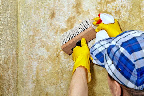 Best Basement Mold Removal  in , WI